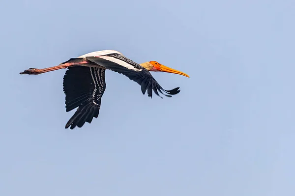 Malt Stork Med Vingene Nede – stockfoto