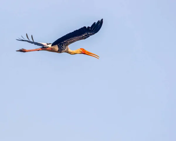 Painted Stork Flying Horizontal Wings — Stock Photo, Image