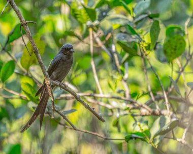 Drango bir dala tünemiş.