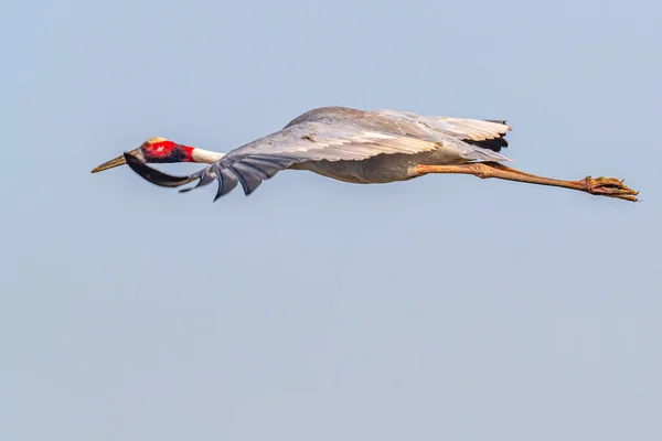 Ένας Σάρας Κρέιν Που Πετάει Οριζόντια Φτερά — Φωτογραφία Αρχείου