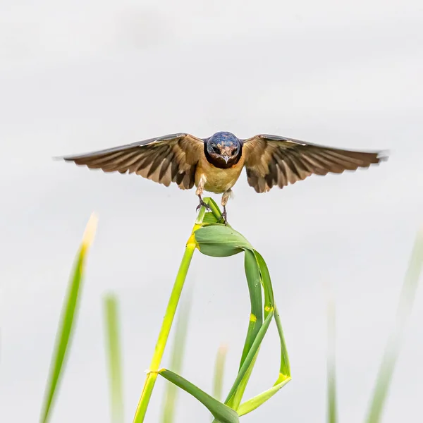 Barn Swallow Horizontal Wings — Stock Photo, Image