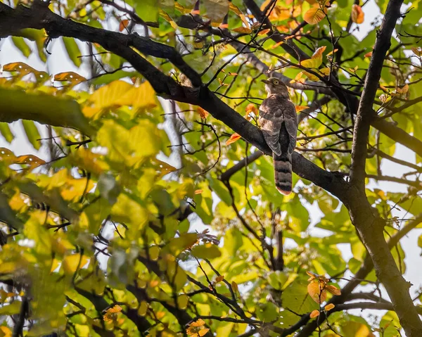 Ein Habicht Kuckuck Ruht Auf Einem Baum — Stockfoto