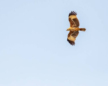 Uçan bir Brahminy Uçurtması