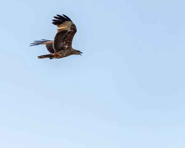 Brahminy Kite Juvenile Its Wings High — Stock Photo, Image
