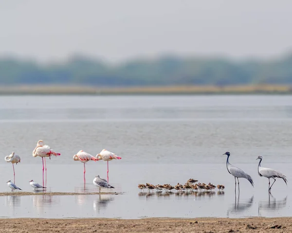 Flamingos Och Demoiselle Crane Ina Sjö — Stockfoto