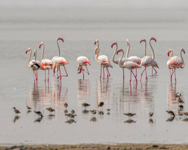 Islak topraklarda dolaşan bir flamingo sürüsü