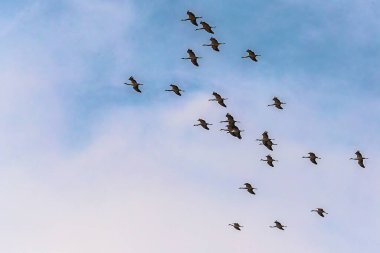 Bir grup demoiselle Crane havada.
