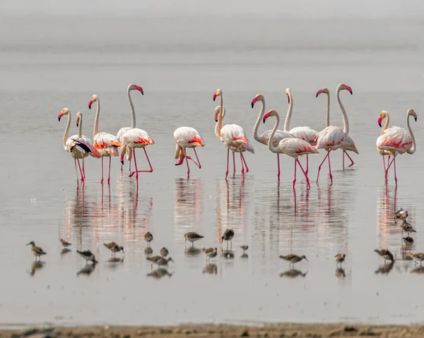 Ein Schwarm Flamingos Streift Durch Ein Feuchtes Land — Stockfoto