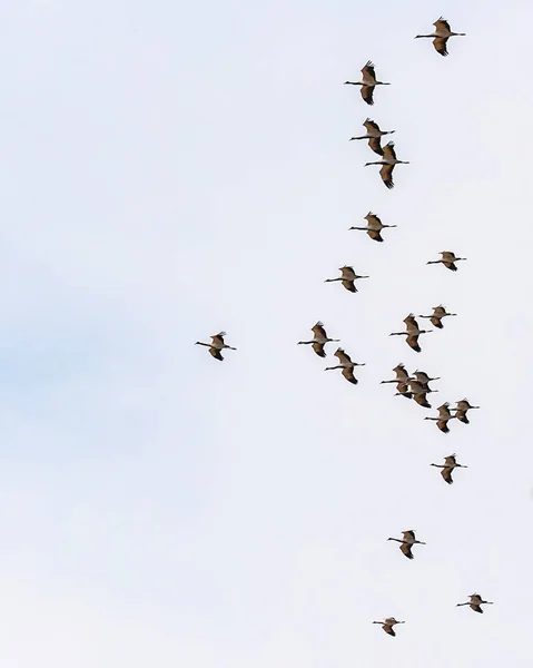 stock image A Flock of Demoiselle Cranes reaching at destination