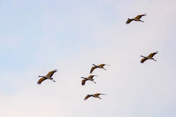 Flock Demoiselle Tranor Flyger Himlen — Stockfoto