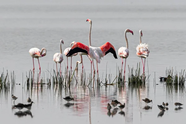 Glück Der Luft Tanzender Flamingo Feuchten Land — Stockfoto