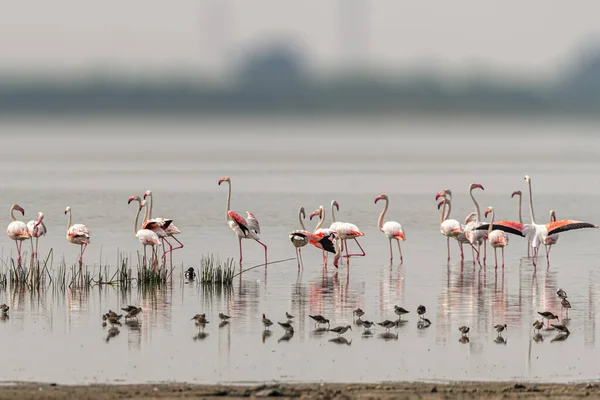 Flamingor Och Andra Vått Land — Stockfoto