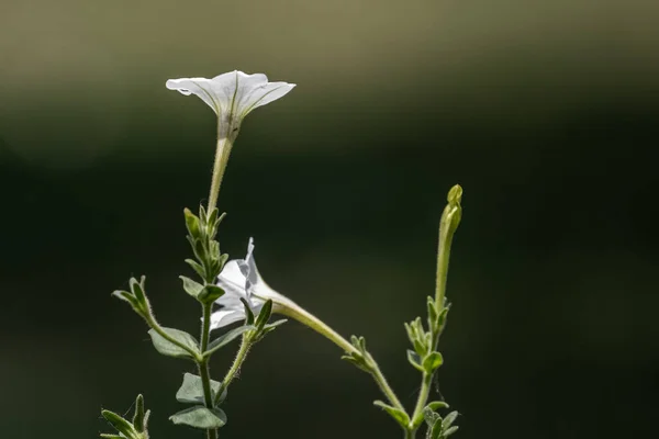 Uma Flor Branca Florescendo Jardim — Fotografia de Stock