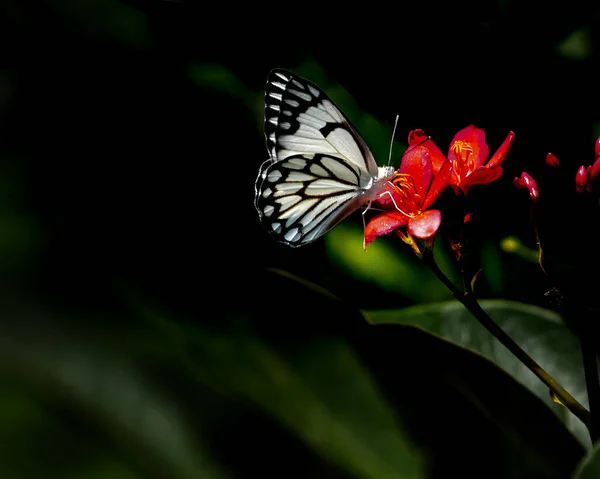 Papillon Blanc Pionnier Sur Une Fleur — Photo