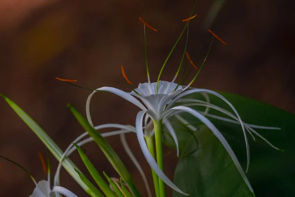 Ένα Λουλούδι Spider Lily Παραλία Ανθίζει — Φωτογραφία Αρχείου