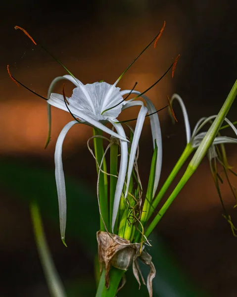 Μια Λευκή Αράχνη Lily Ανθίζει Στον Κήπο — Φωτογραφία Αρχείου