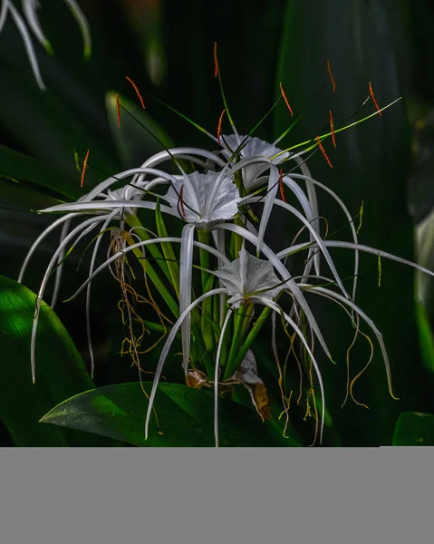 Uma Aranha Branca Lily Florescendo Jardim — Fotografia de Stock