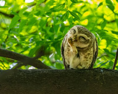 Güzel yüzlü Benekli Baykuş