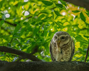 Benekli Baykuş tokadı gösteriyor