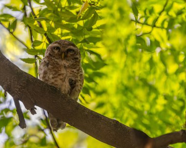 Benekli bir baykuş ağaçta dinleniyor