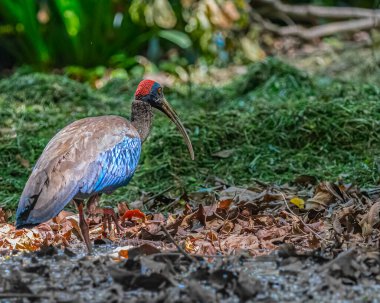Kırmızı peçeteli bir Ibis ormanda taşınıyor.