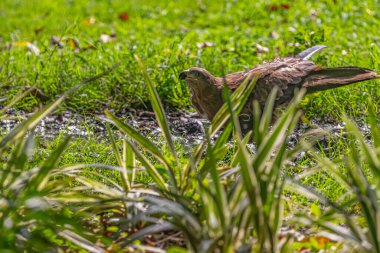 Bir Siyah Uçurtma alarm konumunda.