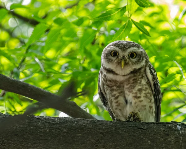 Spotted Owl Exclamation Mood — Stock Photo, Image