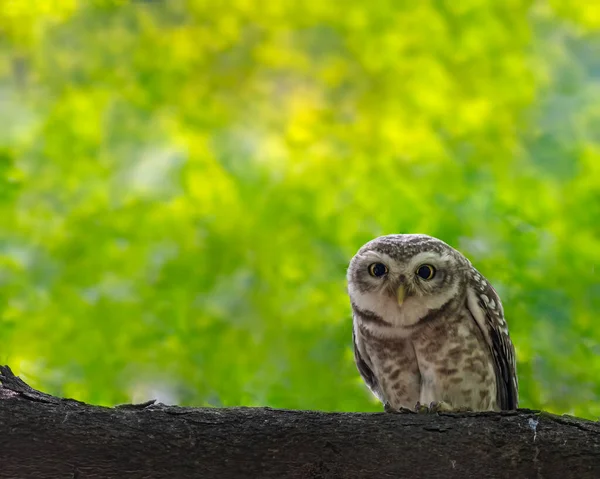 Spotted Owl Curiosity Mood — Stock Photo, Image