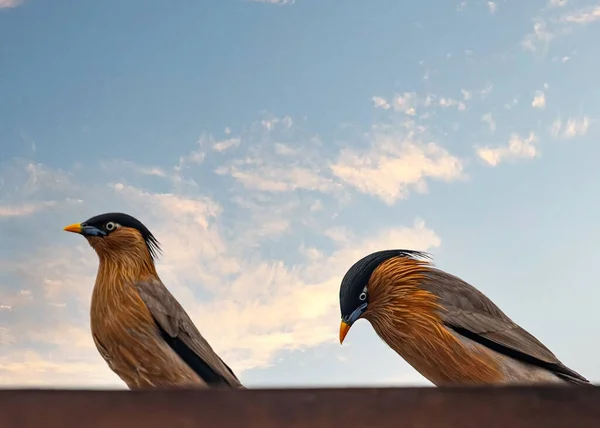 stock image A pair of Brahminy Starling after an argument