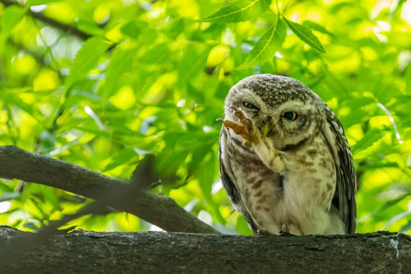 Spotted Owl Beautiful Expression — Stock Photo, Image