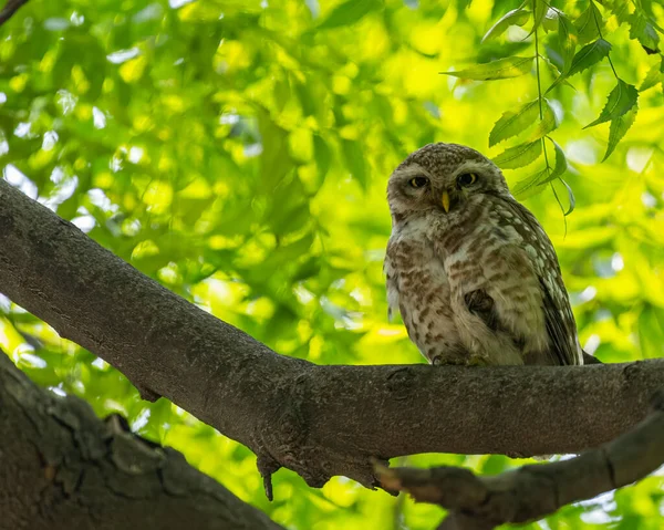 Spotted Owl Looking Camera — Stock Photo, Image