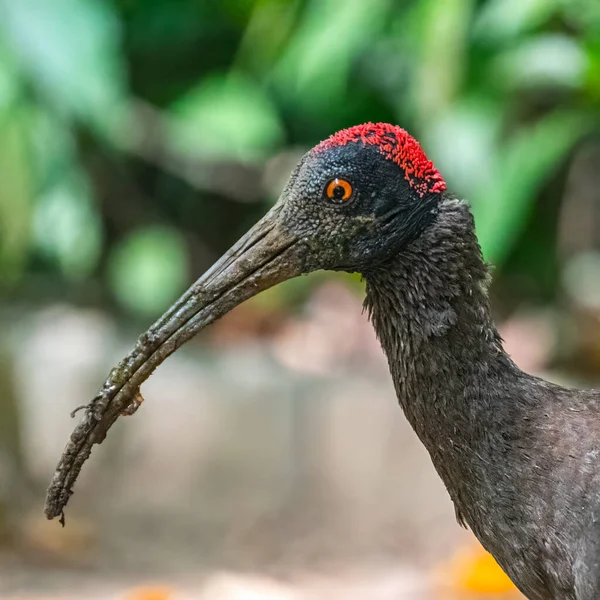 Ένα Χτύπημα Στο Κεφάλι Από Ένα Red Naped Ibis — Φωτογραφία Αρχείου