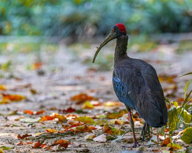 Rednaped Ibis Uzaklaşıyor