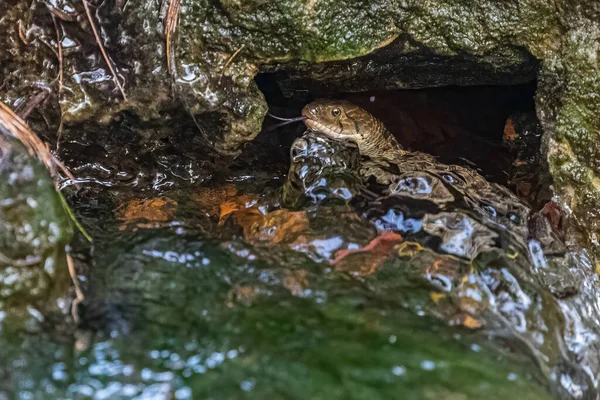 Una Serpiente Agua Con Lengua Fuera —  Fotos de Stock