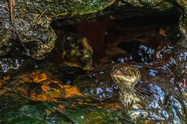 水から上を見上げる水蛇 — ストック写真