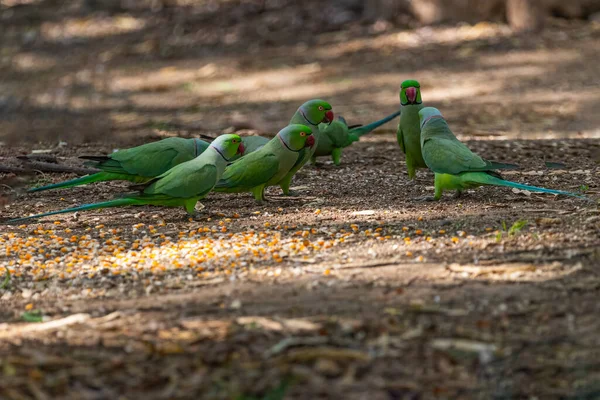 Gül Halkalı Papağanlar Arasında Ateşli Bir Tartışma — Stok fotoğraf