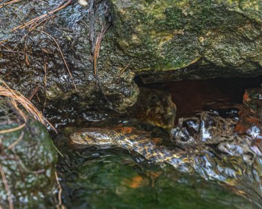 Suda yüzen bir su yılanı.
