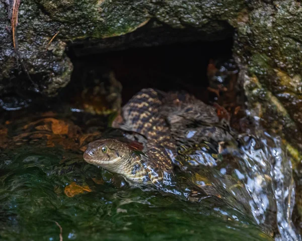 Водяная Змея Воде Ловит Рыбу — стоковое фото