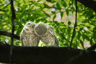 Birbirini seven benekli bir baykuş.