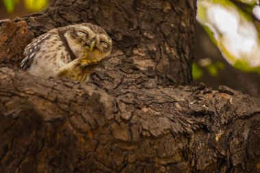 Fotoğraf için poz veren benekli bir baykuş.