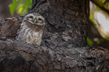 Yuvasında dinlenen benekli baykuş yavrusu.