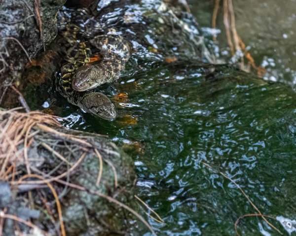 Ein Paar Wasserschlangen Top Schuss — Stockfoto