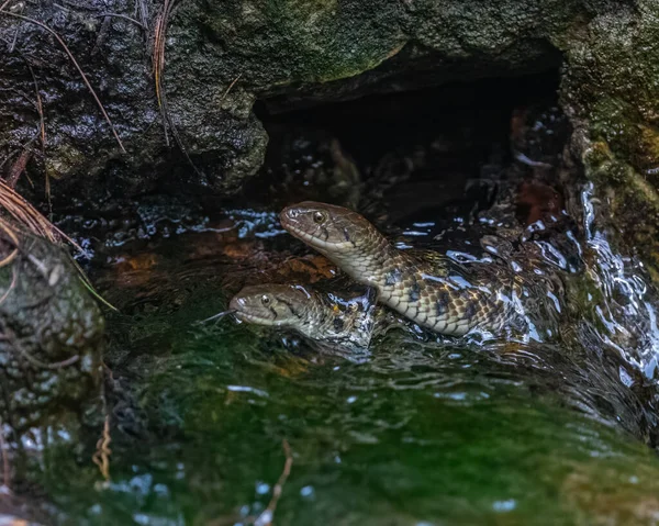 Par Serpientes Agua Jugando Agua — Foto de Stock