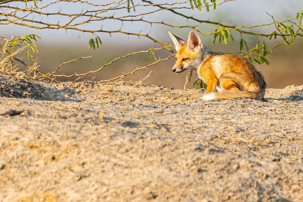 A Desert Fox sitting in Sun Light