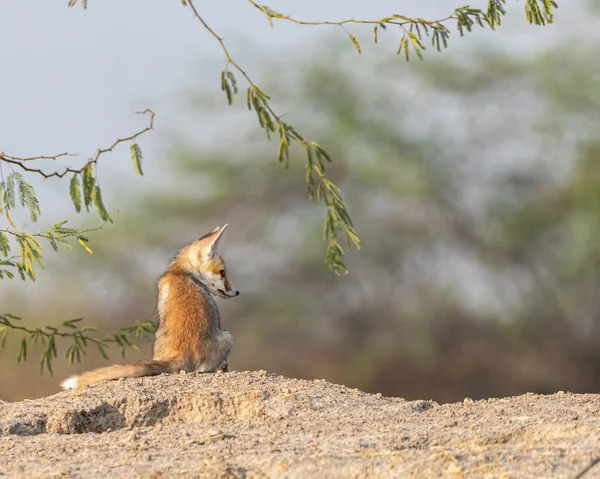A desert fox resting on a sand rock