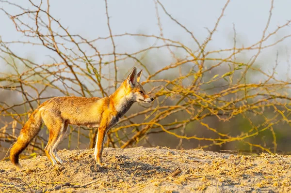 A Desert fox portrait on sand rock