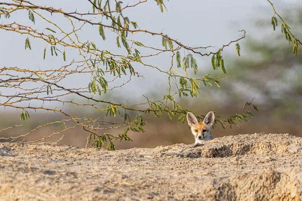 Juvenile Desert Fox — Stock Photo, Image