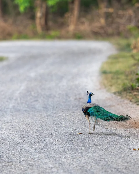 Peacock Walk — Stock Photo, Image