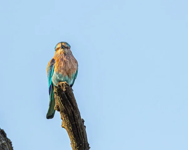 Indian Roller Looking Strait — Stock Photo, Image