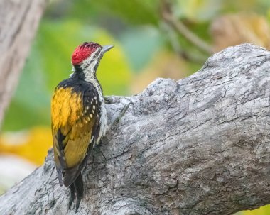 Kara Kıvrımlı Ateş sırtlı ağaçkakan başka tarafa bakıyor.